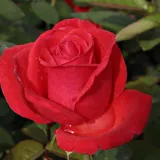 Ruža čajevke - diskretni miris ruže - crvena - Rosa Señora de Bornas™