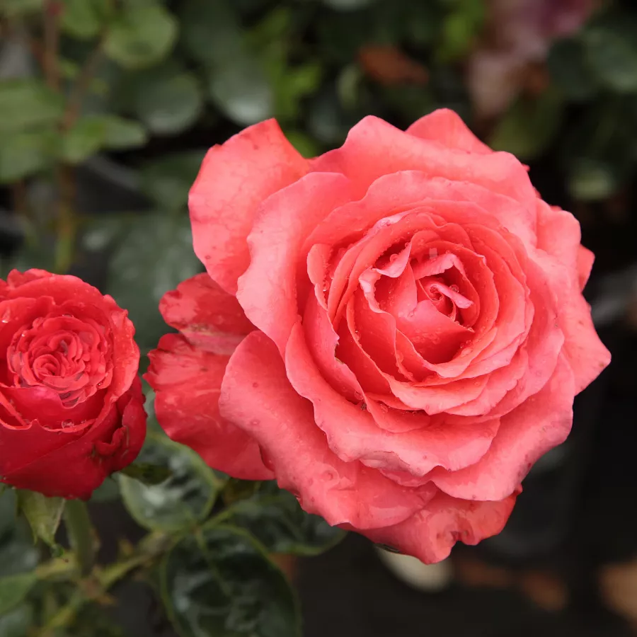 Róża wielkokwiatowa - Hybrid Tea - Róża - Señora de Bornas™ - róże sklep internetowy