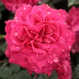 Floribunda - grandiflora ruža - ružičasta - diskretni miris ruže - Rosa Sidney Peabody™ - Narudžba ruža