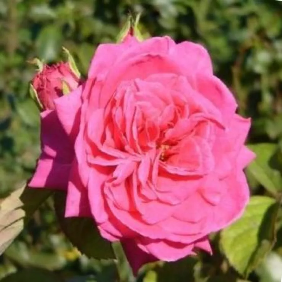 Roz - Trandafiri - Sidney Peabody™ - Trandafiri online