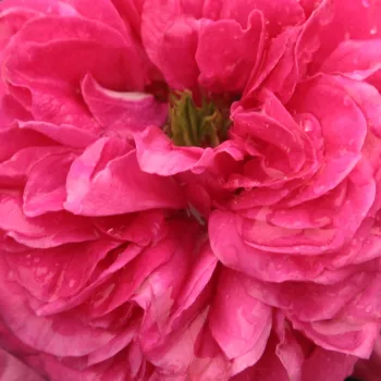 Online rózsa webáruház - virágágyi grandiflora - floribunda rózsa - rózsaszín - diszkrét illatú rózsa - citrom aromájú - Sidney Peabody™ - (90-150 cm)