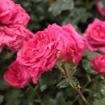 Rosa intenso - Árbol de Rosas Inglesa - rosal de pie alto- forma de corona tupida