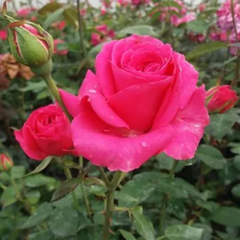 Rosa Sidney Peabody™ - roz - trandafiri pomisor - Trandafir copac cu trunchi înalt – cu flori tip trandafiri englezești