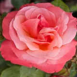 Rózsaszín - teahibrid rózsa - Online rózsa vásárlás - Rosa Silver Jubilee™ - diszkrét illatú rózsa - centifólia aromájú