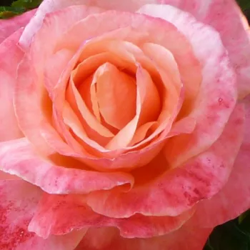 Rózsa kertészet - rózsaszín - teahibrid rózsa - Silver Jubilee™ - diszkrét illatú rózsa - centifólia aromájú - (90-130 cm)