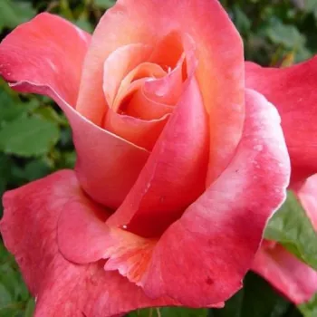 Rosa Silver Jubilee™ - roz - trandafiri pomisor - Trandafir copac cu trunchi înalt – cu flori teahibrid
