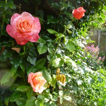 Różowy z brzoskwiniowym odcieniem - róża pienna - Róże pienne - z kwiatami hybrydowo herbacianymi