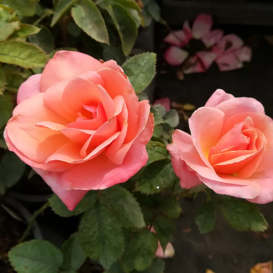 Edelrosen - teehybriden - Rosen - Silver Jubilee™ - rosen online kaufen