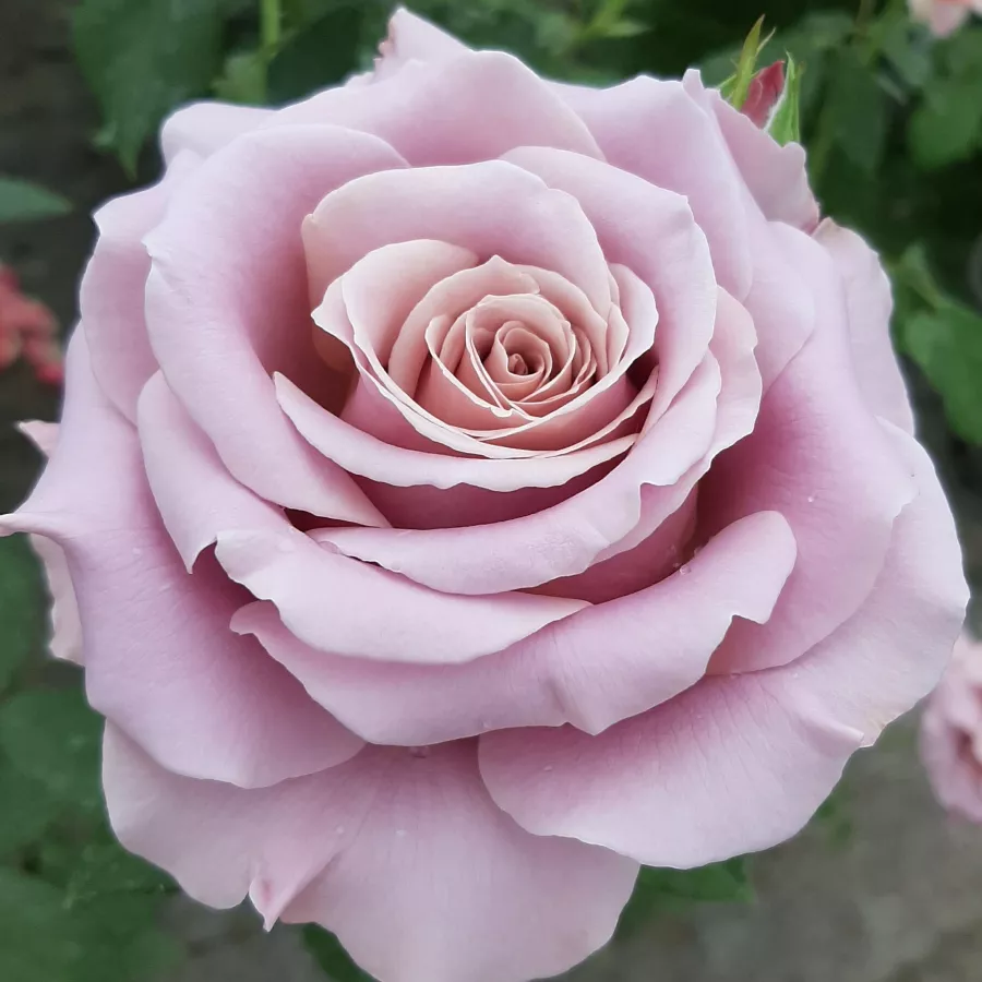 Rose Ibridi di Tea - Rosa - Simply Gorgeous™ - Produzione e vendita on line di rose da giardino