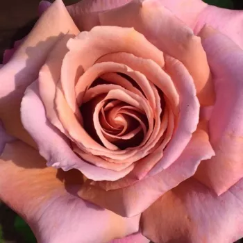 Rózsa kertészet - teahibrid rózsa - rózsaszín - intenzív illatú rózsa - gyümölcsös aromájú - Simply Gorgeous™ - (80-90 cm)