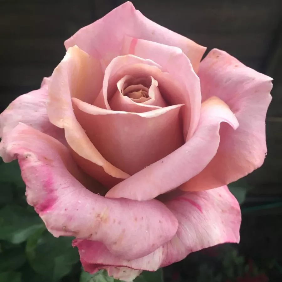 John Ford - Rosa - Simply Gorgeous™ - rosal de pie alto