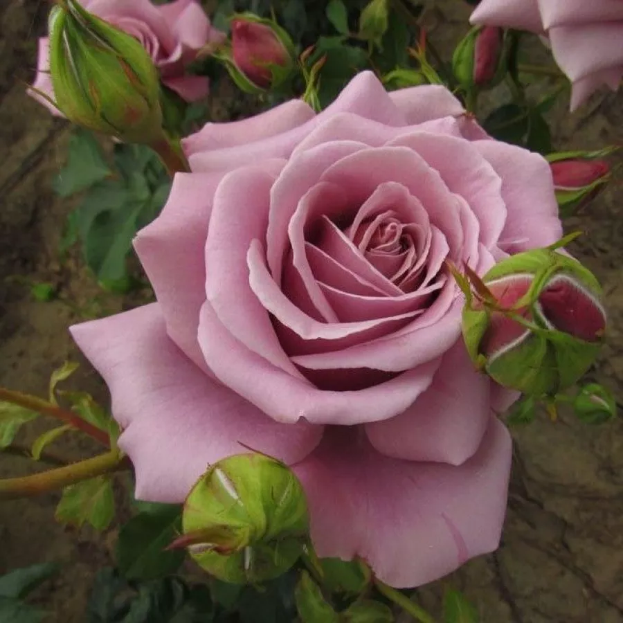 árbol de rosas híbrido de té – rosal de pie alto - Rosa - Simply Gorgeous™ - rosal de pie alto