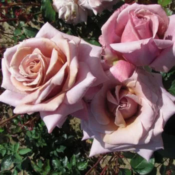 Nalba, cu dungi albe - trandafiri pomisor - Trandafir copac cu trunchi înalt – cu flori teahibrid