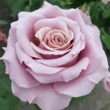 Stromčekové ruže - ružová - Rosa Simply Gorgeous™ - intenzívna vôňa ruží - sad