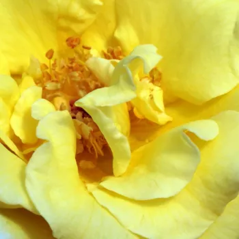 Rózsa kertészet - sárga - parkrózsa - Skóciai Szent Margit - diszkrét illatú rózsa - savanyú aromájú - (100-140 cm)