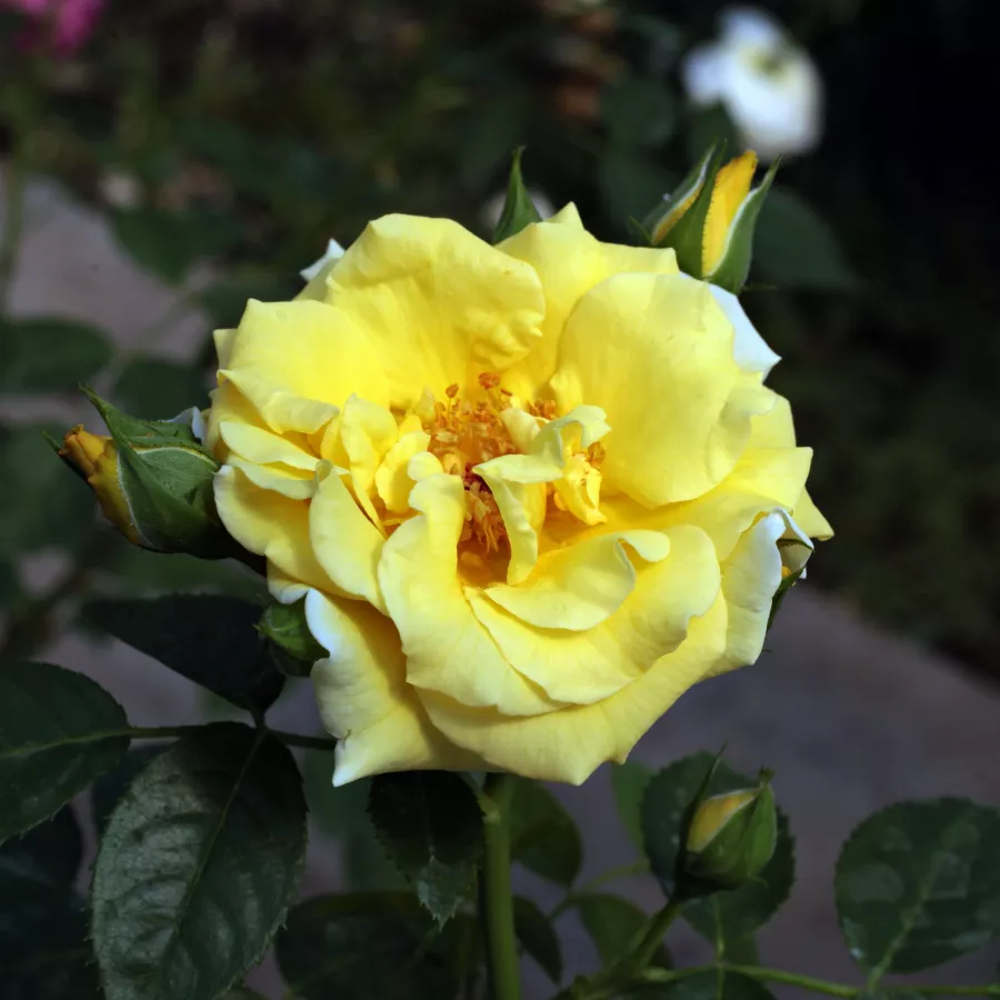 żółty - Róża - Skóciai Szent Margit - Szkółka Róż Rozaria