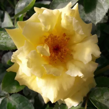 Amarillo dorado - árbol de rosas híbrido de té – rosal de pie alto - rosa de fragancia discreta - ácido