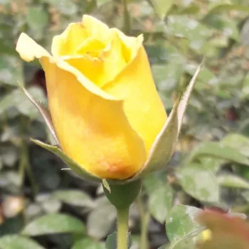 Rosa Skóciai Szent Margit - jaune - Fleurs hybrid de thé - rosier à haute tige - tiges montantes