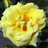 Trandafiri tufă - trandafir cu parfum discret - comanda trandafiri online - Rosa Skóciai Szent Margit - galben