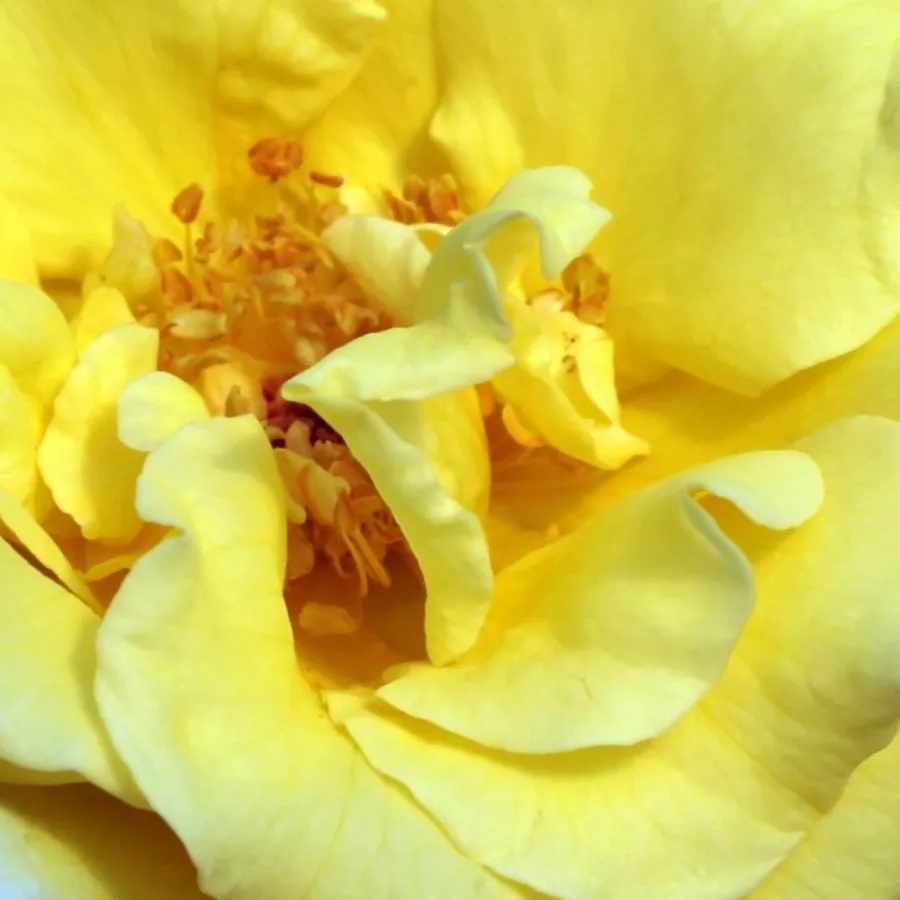 Márk Gergely - Trandafiri - Skóciai Szent Margit - comanda trandafiri online