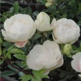 Fehér - virágágyi polianta rózsa - Online rózsa vásárlás - Rosa Snövit™ - nem illatos rózsa