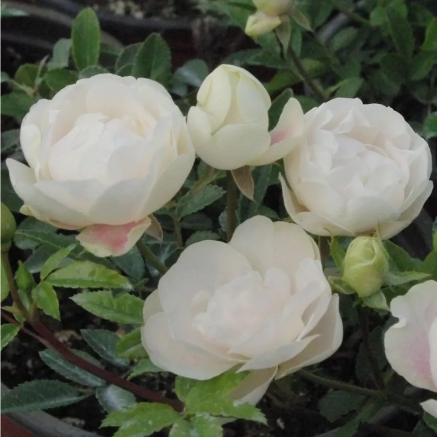 Róże rabatowe polianty - Róża - Snövit™ - Szkółka Róż Rozaria