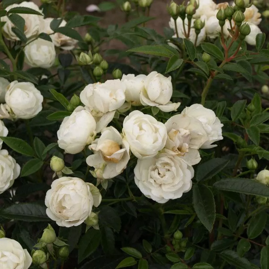 Biały - Róża - Snövit™ - Szkółka Róż Rozaria