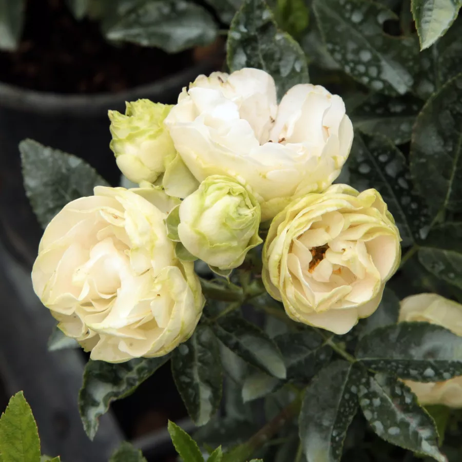 Rosa sin fragancia - Rosa - Snövit™ - Comprar rosales online
