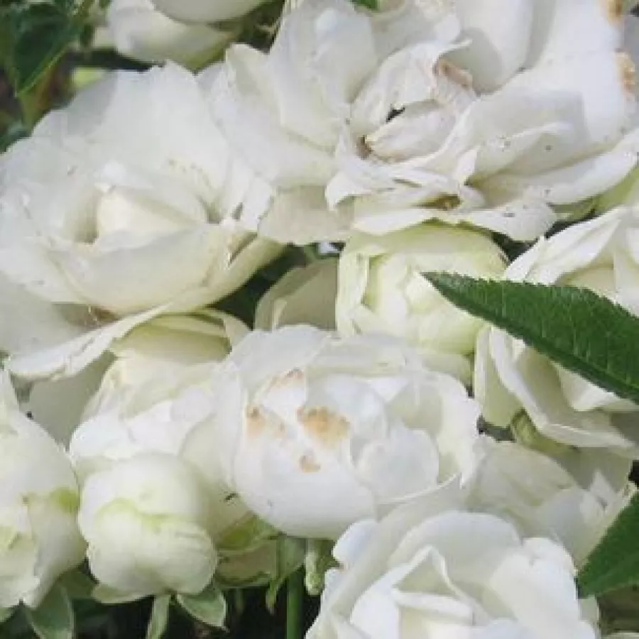 Polyantha - Rosa - Snövit™ - Comprar rosales online