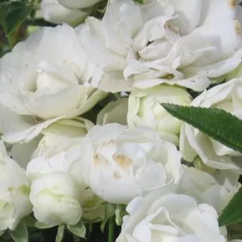 Rosen Gärtnerei - polyantharosen - weiß - Rosa Snövit™ - duftlos - D.A. Koster, F.J. Grootendorst - Gruppenweise, traubenartig, robust blühende Blüten. Gruppenweise gepflanzt dekorativ.