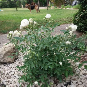 Biały  - róża pienna - Róże pienne - z drobnymi kwiatami