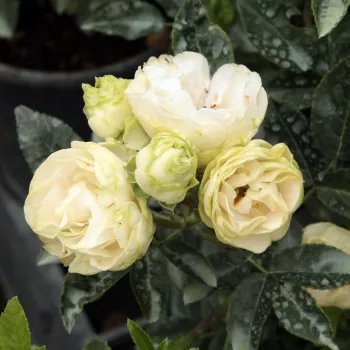 Rosa Snövit™ - fehér - Apróvirágú - magastörzsű rózsafa- bokros koronaforma