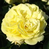 Sárga - virágágyi floribunda rózsa - Online rózsa vásárlás - Rosa Solero ® - diszkrét illatú rózsa - édes aromájú