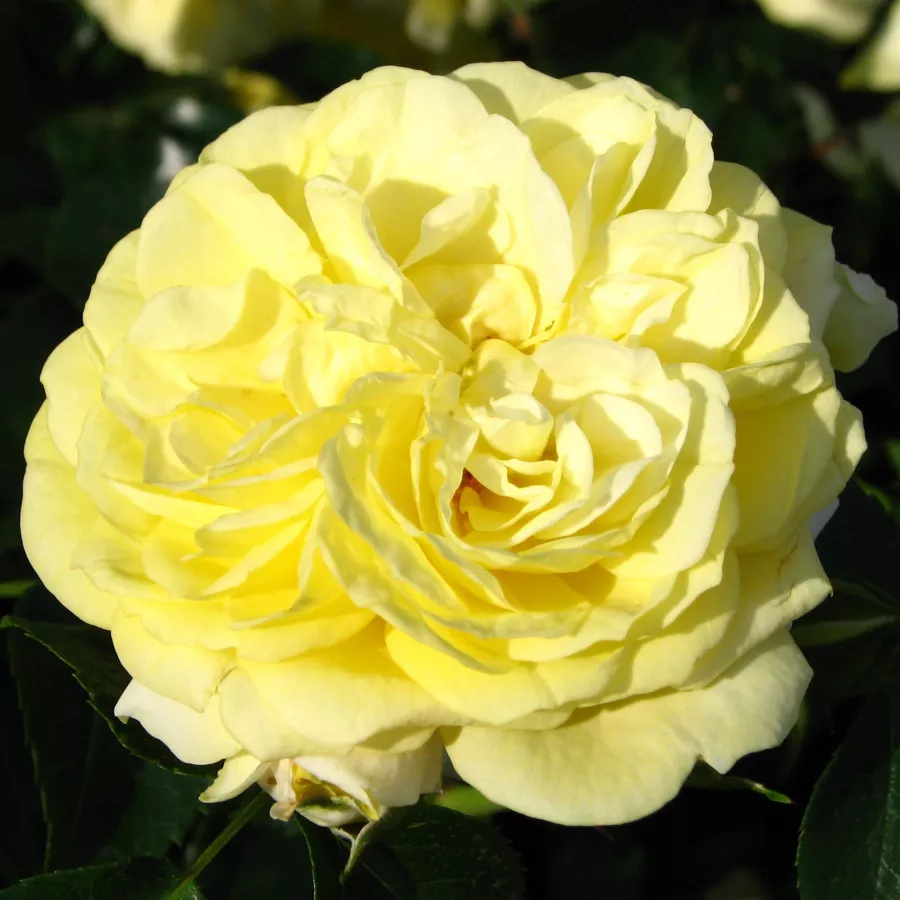 Virágágyi floribunda rózsa - Rózsa - Solero ® - Online rózsa rendelés