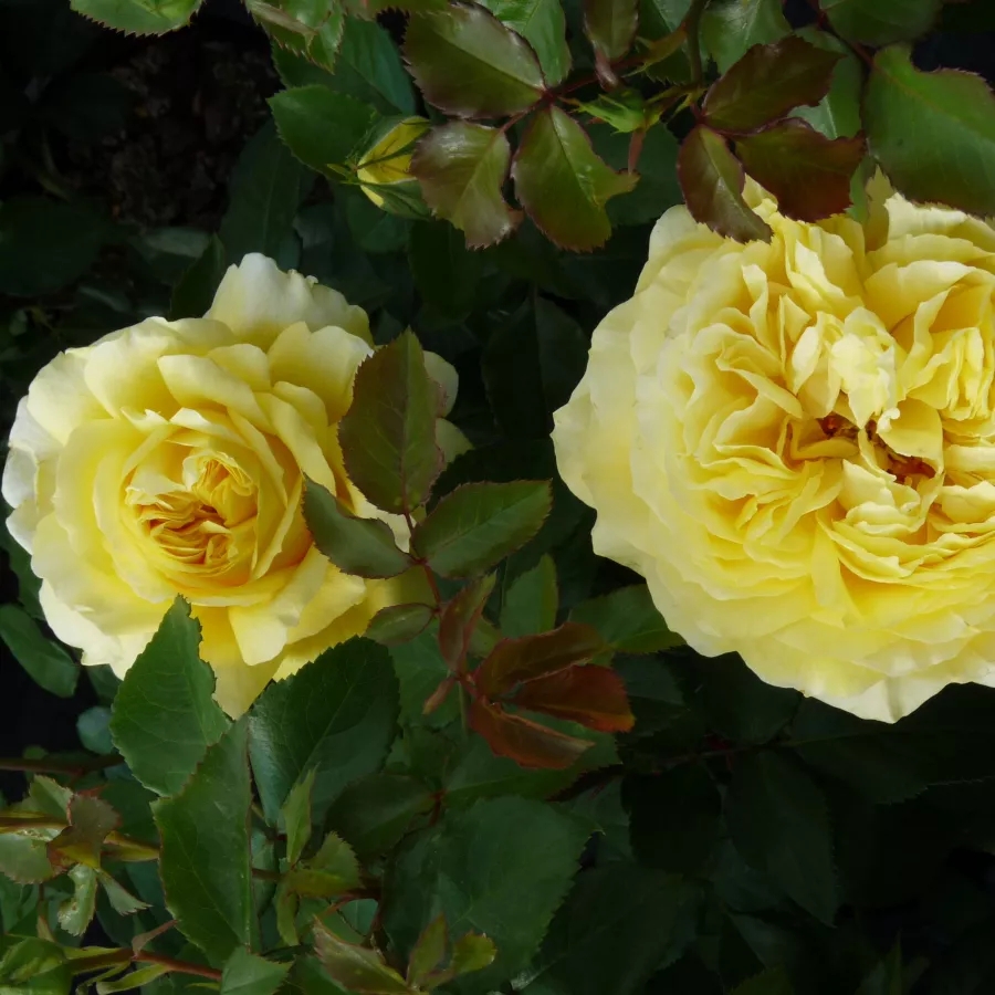 żółty - Róża - Solero ® - Szkółka Róż Rozaria