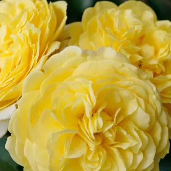 Ruže - online - koupit - žltá - stromčekové ruže - Stromkové ruže, kvety kvitnú v skupinkách - Solero ® - mierna vôňa ruží - sladká aróma