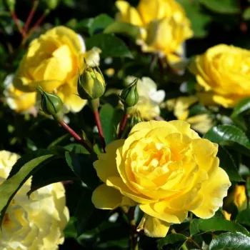 Rosa Solero ® - sárga - virágágyi floribunda rózsa