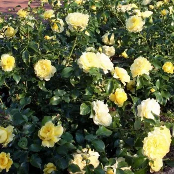 Citromsárga - virágágyi floribunda rózsa - diszkrét illatú rózsa - édes aromájú