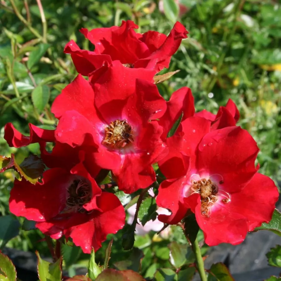 Czerwony - Róża - Sommerabend® - Szkółka Róż Rozaria