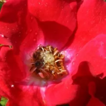 Online rózsa vásárlás - talajtakaró rózsa - vörös - nem illatos rózsa - Sommerabend® - (30-50 cm)