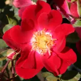 Rdeča - drevesne vrtnice - Rosa Sommerabend® - Vrtnica brez vonja