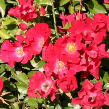 Rojo - Árbol de Rosas Flor Simple - rosal de pie alto- froma de corona llorona