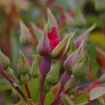 Rosa Sommerabend® - vörös - magastörzsű rózsa - szimpla virágú