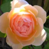 Sárga - angol rózsa - Online rózsa vásárlás - Rosa Ausjo - intenzív illatú rózsa - gyöngyvirág aromájú