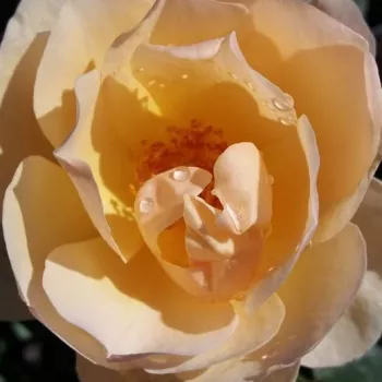 Rózsa kertészet - sárga - angol rózsa - Ausjo - intenzív illatú rózsa - gyöngyvirág aromájú - (90-120 cm)