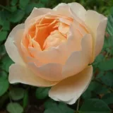 Engleska ruža - žuta boja - intenzivan miris ruže - Rosa Ausjo - Narudžba ruža