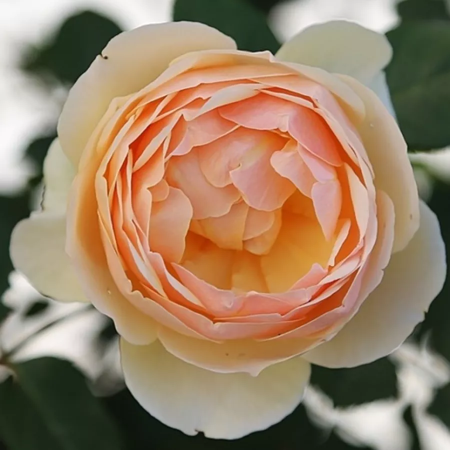 żółty - Róża - Ausjo - Szkółka Róż Rozaria