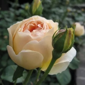 Rosa Ausjo - žuta boja - Engleska ruža