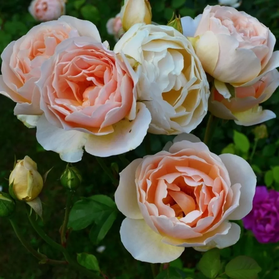 AUSjo - Róża - Ausjo - Szkółka Róż Rozaria