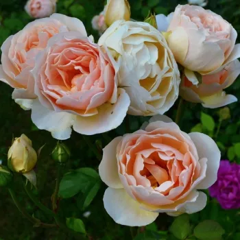 Barackszínű - sárga árnyalat - angol rózsa - intenzív illatú rózsa - gyöngyvirág aromájú